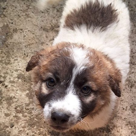 browni - Chien à adopter