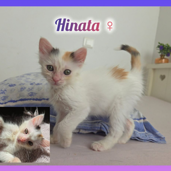 Photo de Hinata