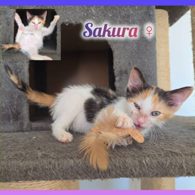 Photo de Sakura