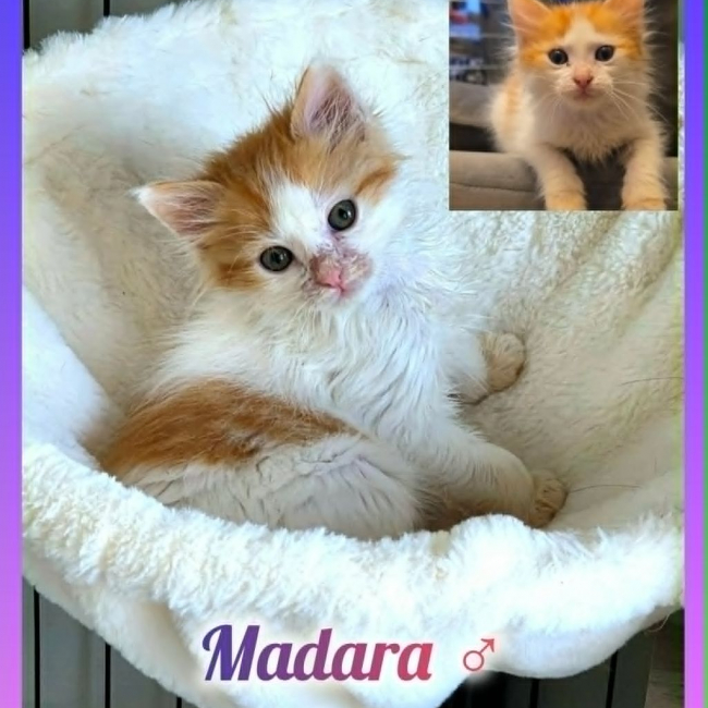 Photo de Madara