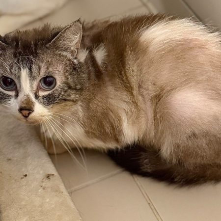 Savana - Chat Européen à adopter