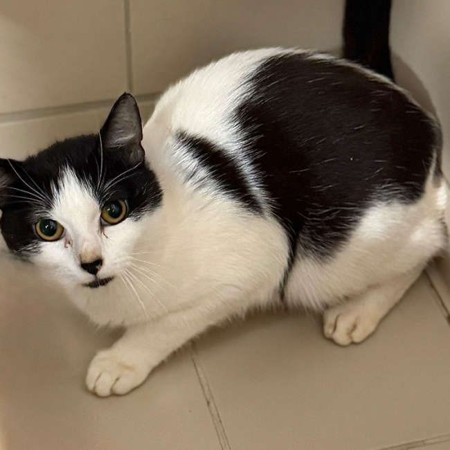 Photo de Calypso