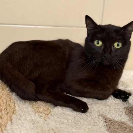 Talya - Chat Européen à adopter