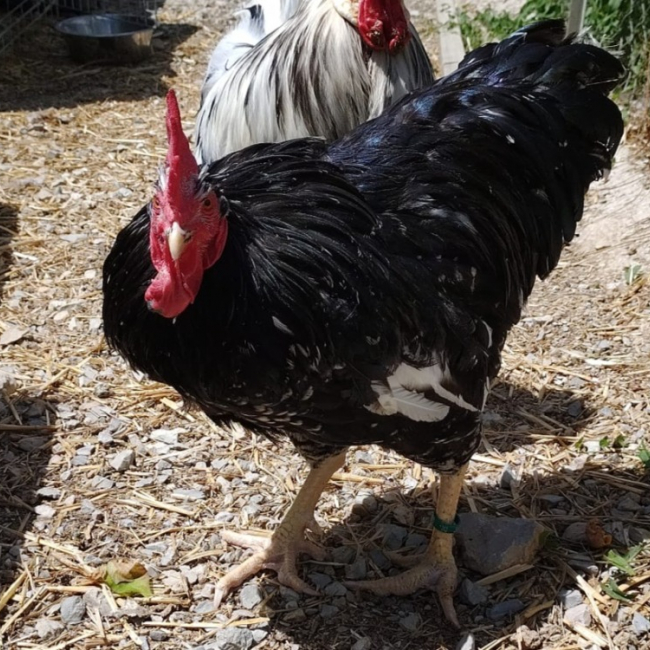Coqnard