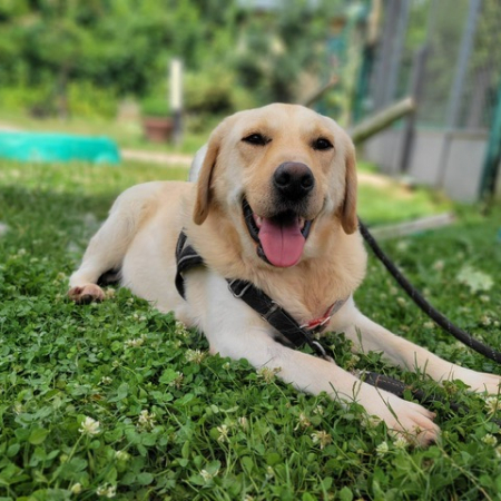 Tifus - Chien à adopter