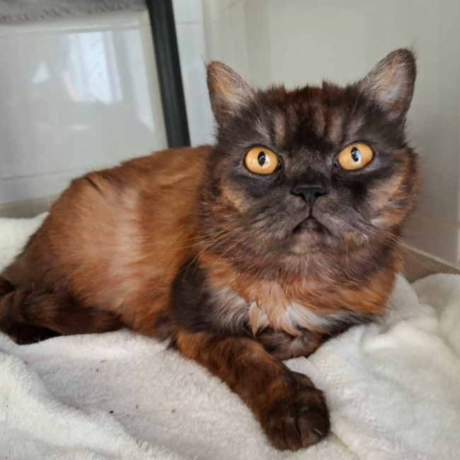 Duchesse-choupette