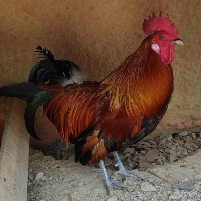 Heihei