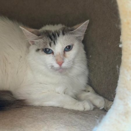 Zendaya - Chat Européen à adopter