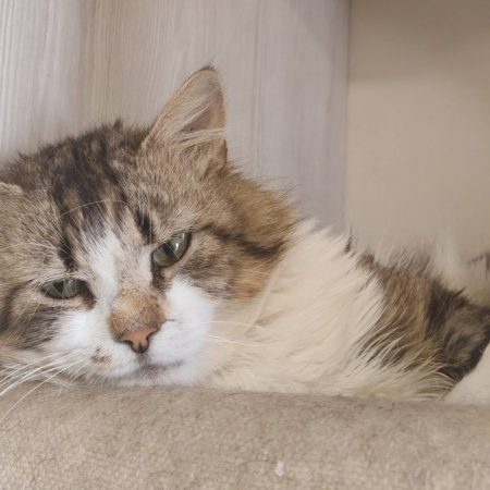 Guilly - Chat Européen à adopter