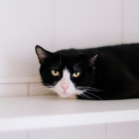 Marly - Chat Européen à adopter
