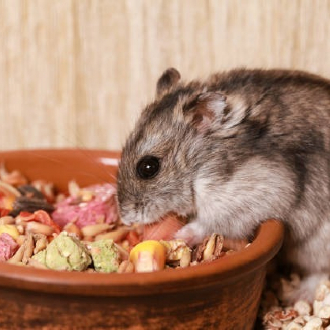 Photo de Vladimir qcnac