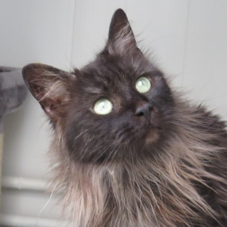 Sakura - Chat Européen à adopter