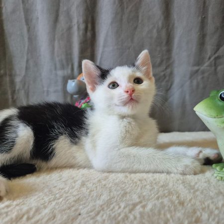 Winnie - Chat Européen à adopter