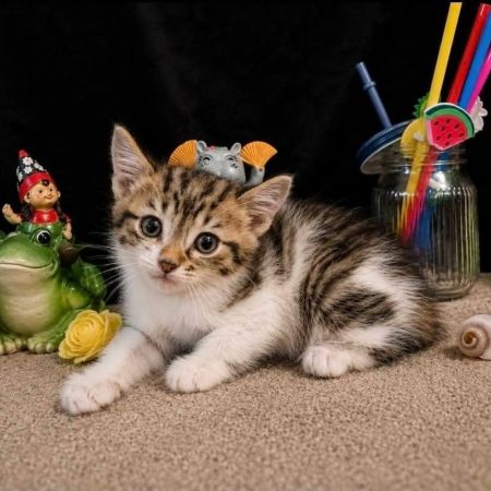 Minerva - Chat Européen à adopter