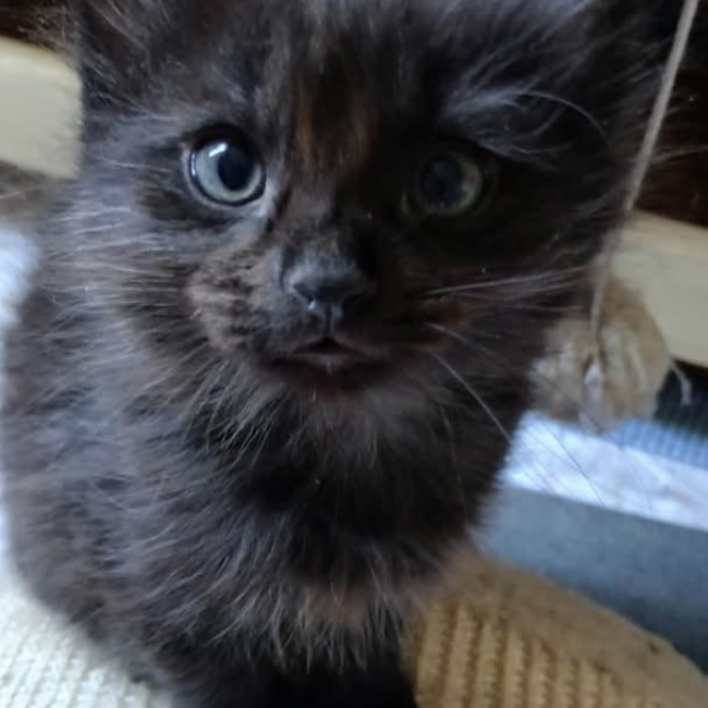 Photo de TITUS