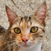 Lua