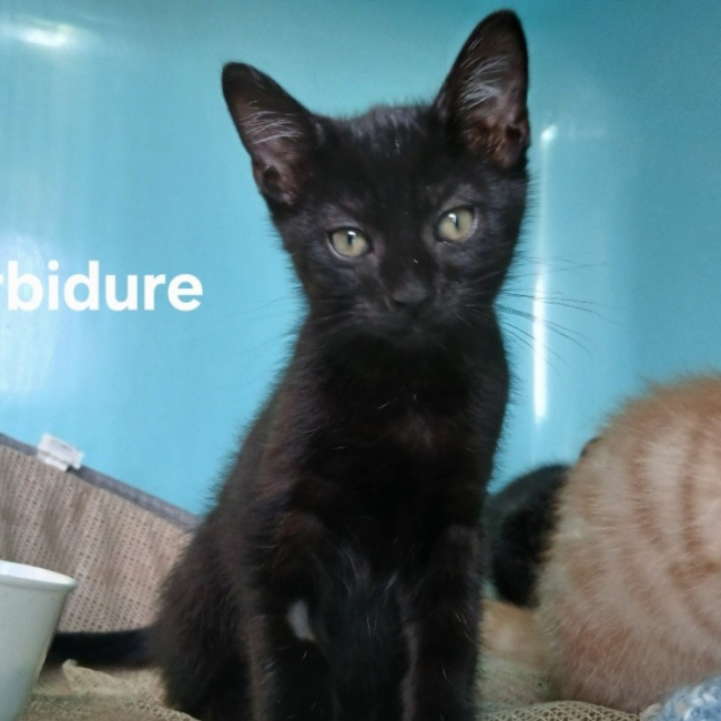 Barbidure