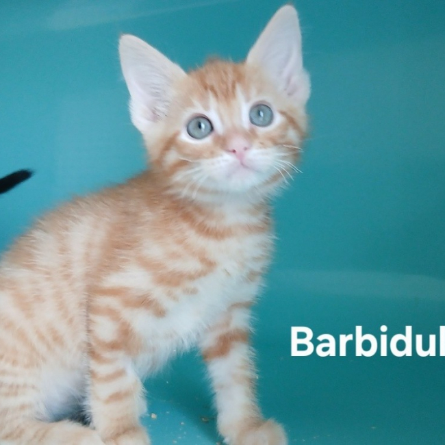 Photo de Barbidul