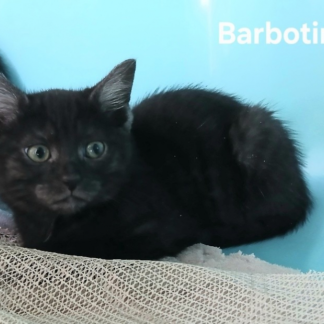 Photo de Barbotine