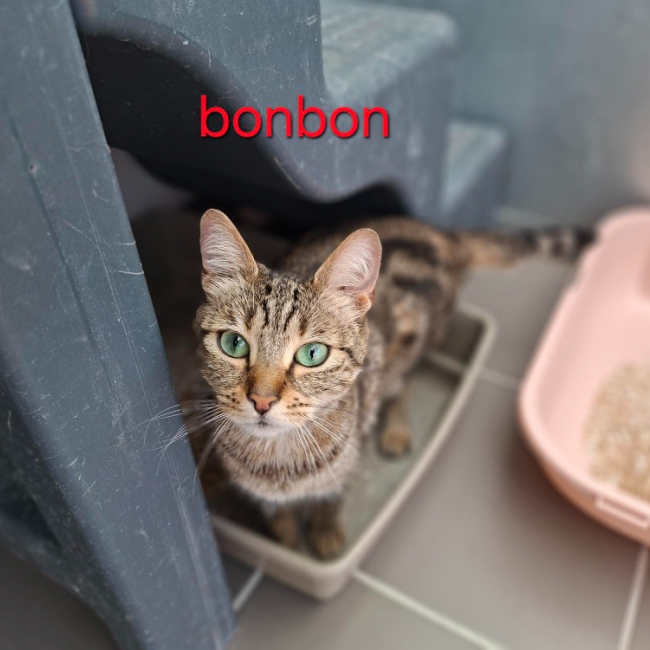 Photo de Bonbon