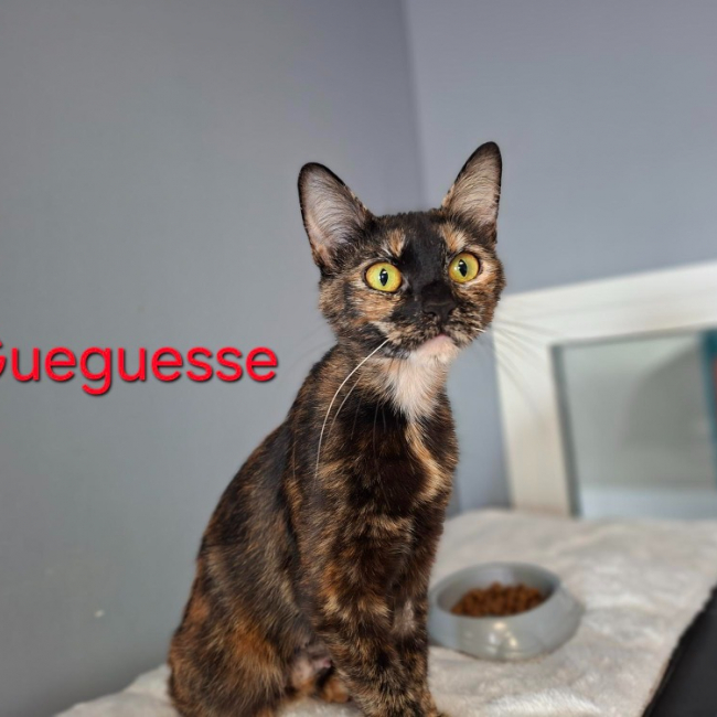 Photo de Gueguesse