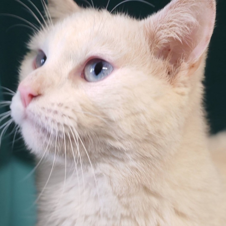 Wisa - Chat Européen à adopter