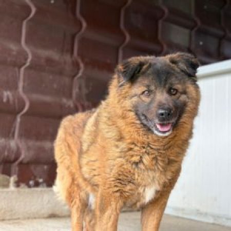 BEAR - Chien à adopter