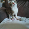 Loki