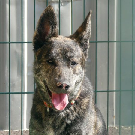Hades - Chien Berger à adopter