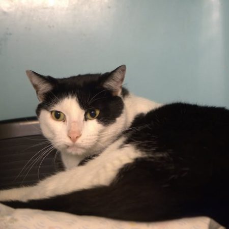 Arc en ciel - Chat Européen à adopter
