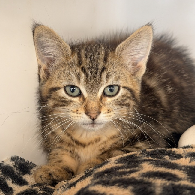 Photo de Opera