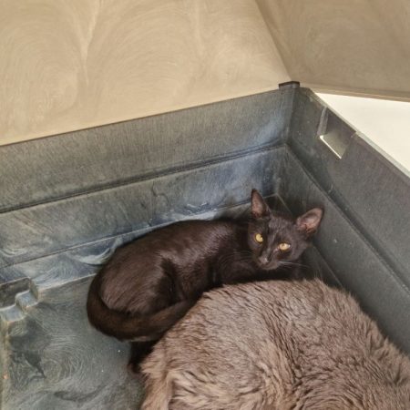 Kleber - Chat Européen à adopter
