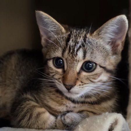 Spike - Chat Européen à adopter