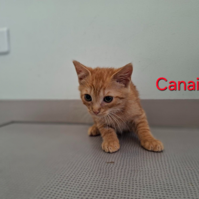 Canaille
