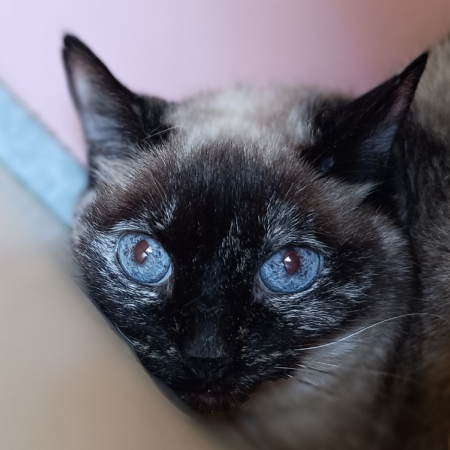 Cacahuette - Chat à adopter