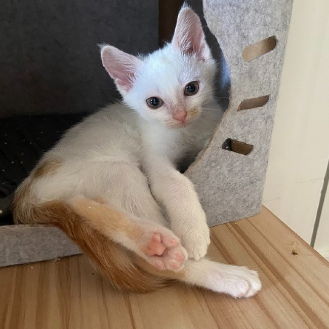 Photo de Banane