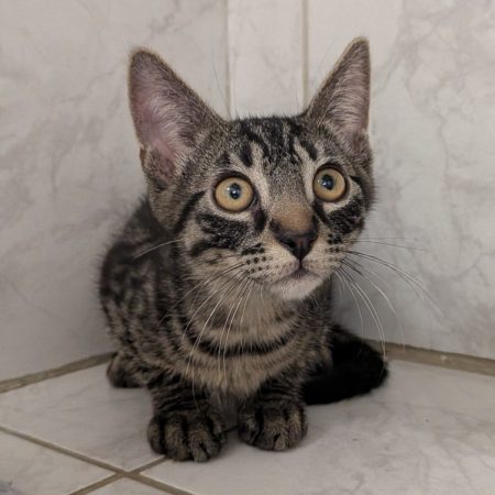 Bonbon - Chat Européen à adopter