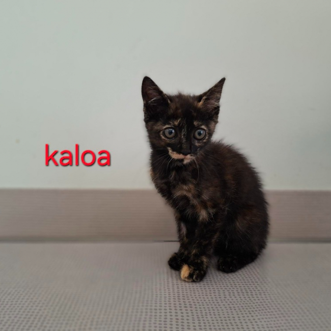 Photo de Kaloa