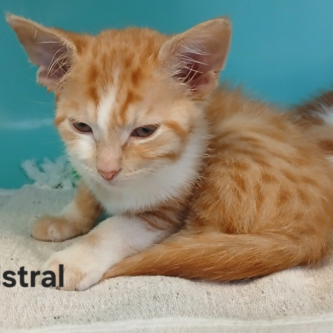 Photo de Mistral