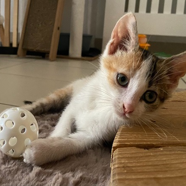 Photo de Abricot
