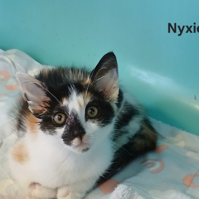 Photo de Nyxie