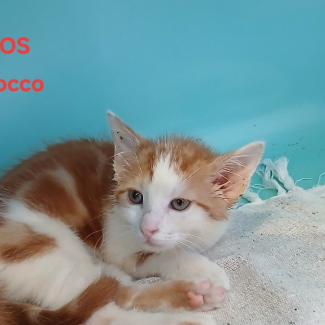 Photo de Sirocco