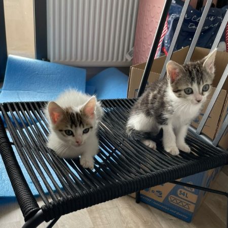 Elsie - Chat Européen à adopter