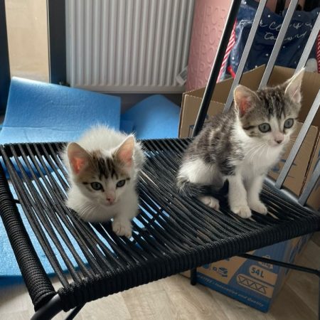 Ennio - Chat Européen à adopter