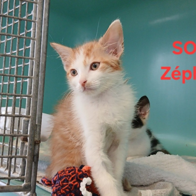 Photo de Zéphyr