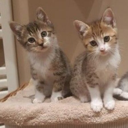 2 chaton a l'adoption - Chat Européen à adopter
