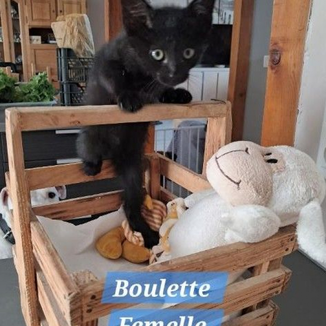 Photo de BOULETTE 