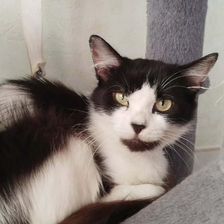 Béline 2 ans - Chat Européen à adopter