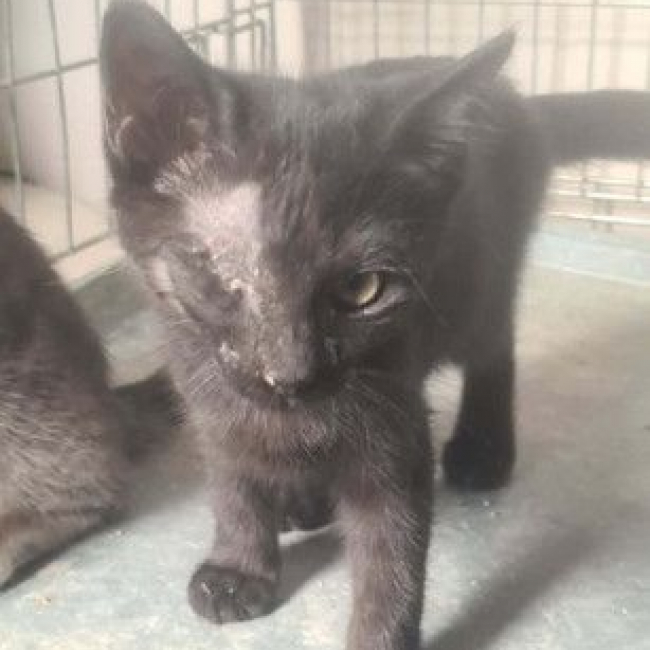 BAGHEERA