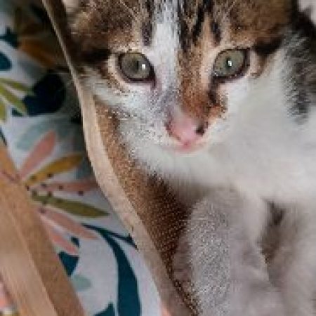 TABASCO - Chat à adopter